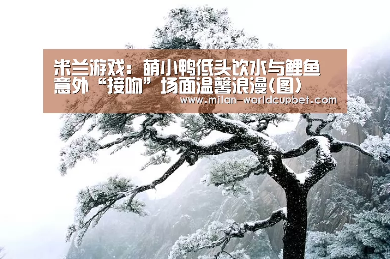 米兰游戏:萌小鸭低头饮水与鲤鱼意外“接吻”场面温馨浪漫(图)(图4) 米兰品牌