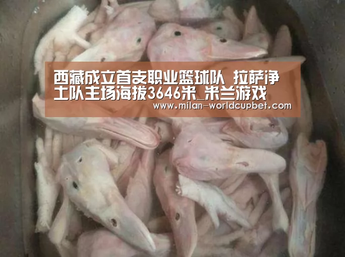 西藏成立首支职业篮球队 拉萨净土队主场海拔3646米_米兰游戏(图1) 米兰导航